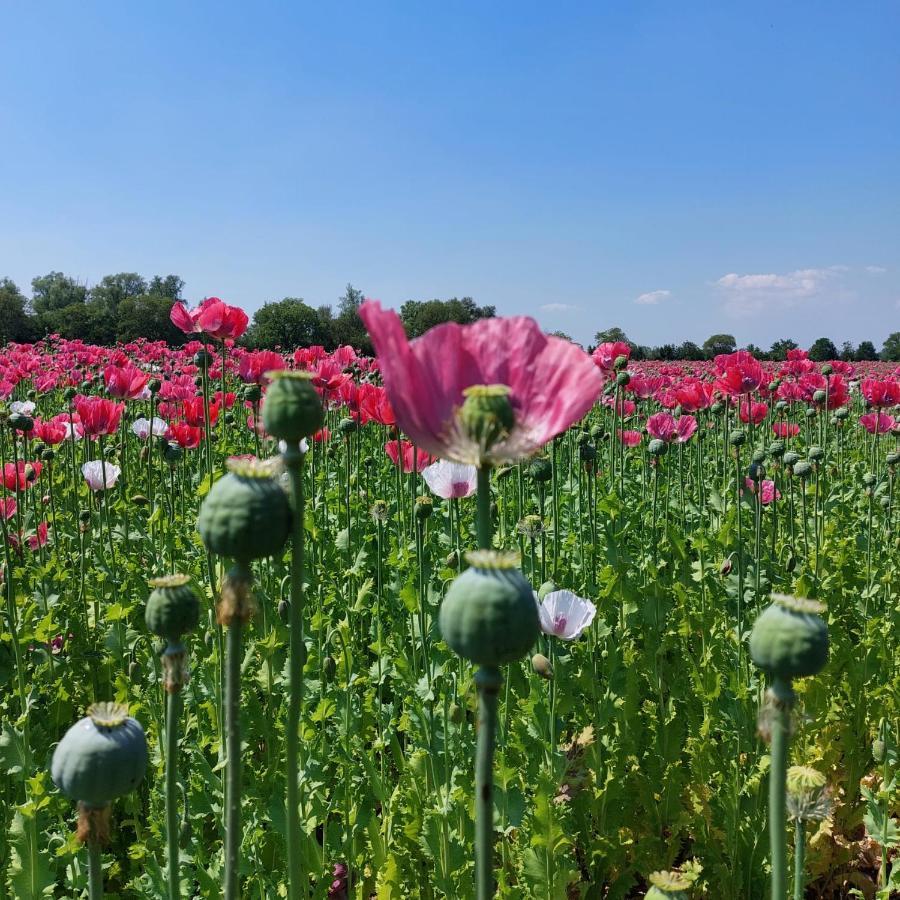 Op De Hendrik Hoeve In Buren Buren (Gelderland)